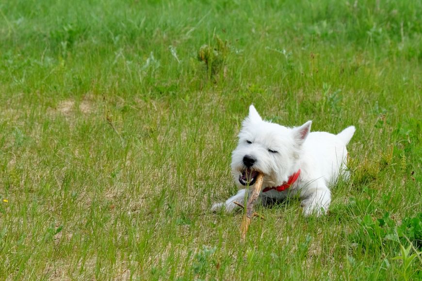 The UAE is Getting Its First Outdoor Dog Park in February