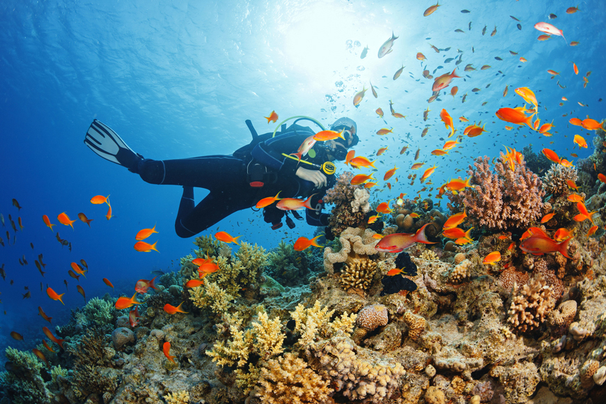 Scuba Diving in Oman