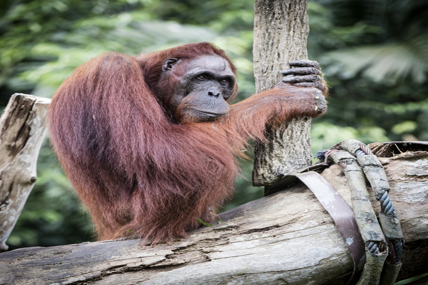 Singapore Zoo