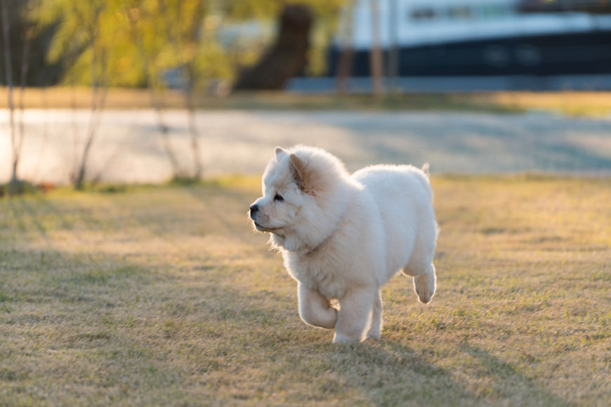 Breeds at high risk of overheating