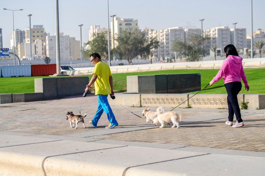 Pet-friendly parks, beaches, restaurants and hotels in Doha