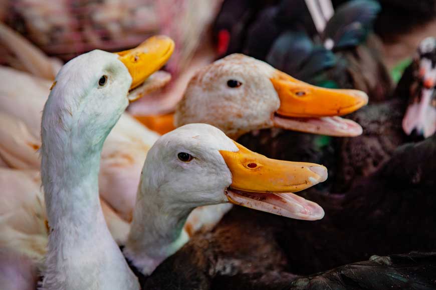 Market in Riyadh Closed Due to Bird Flu