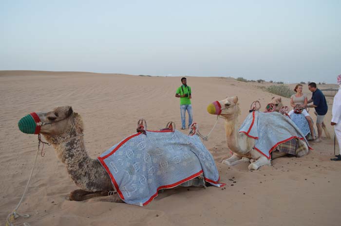 Desert safari - ride the camels