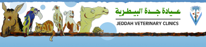 Jeddah Vets