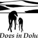 Dogs in Doha