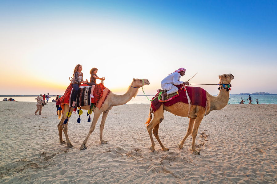 dubai camel on beach