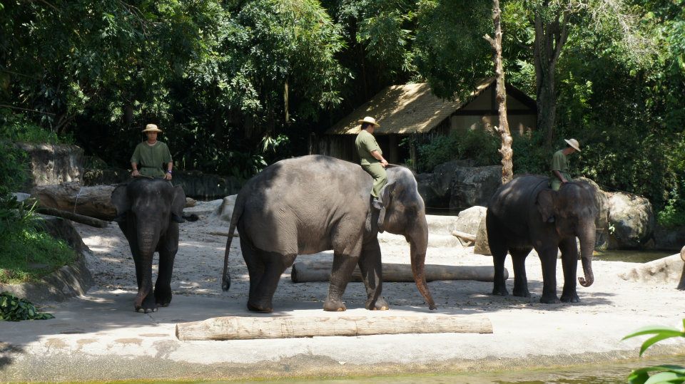 singapore zoo elephant show