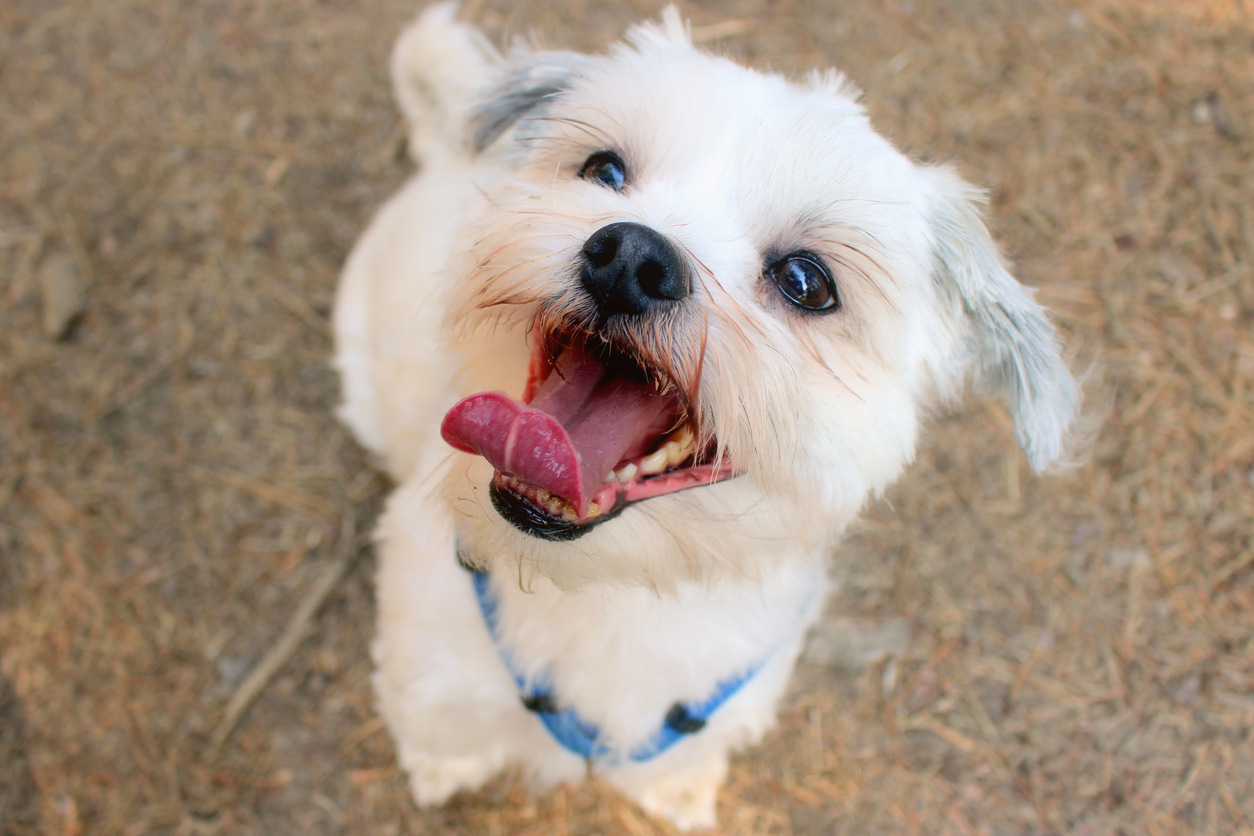 Bark Park in Dubai for dogs