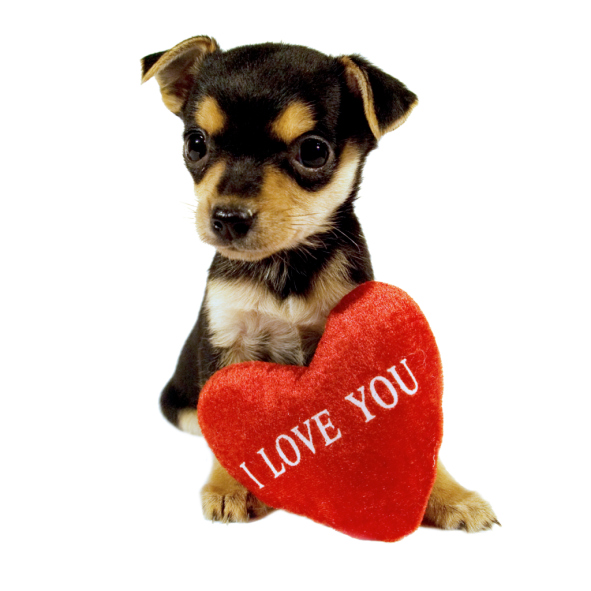 valentines day puppy