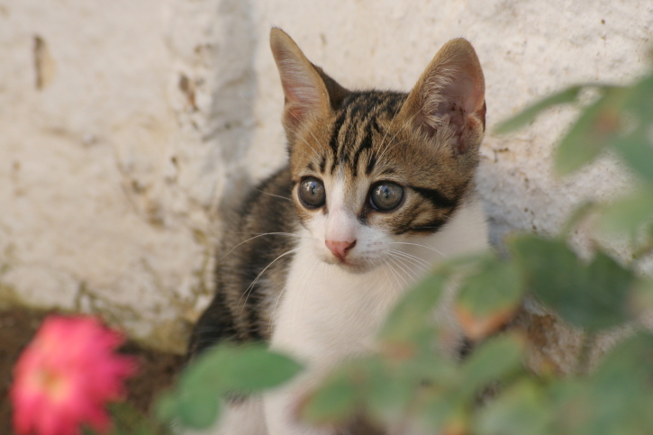 lost cat in dubai