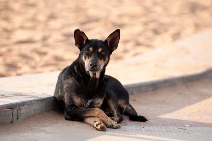 lost dog dubai