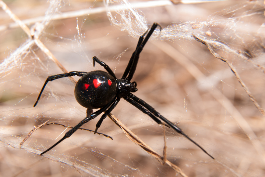 Redback Spiders