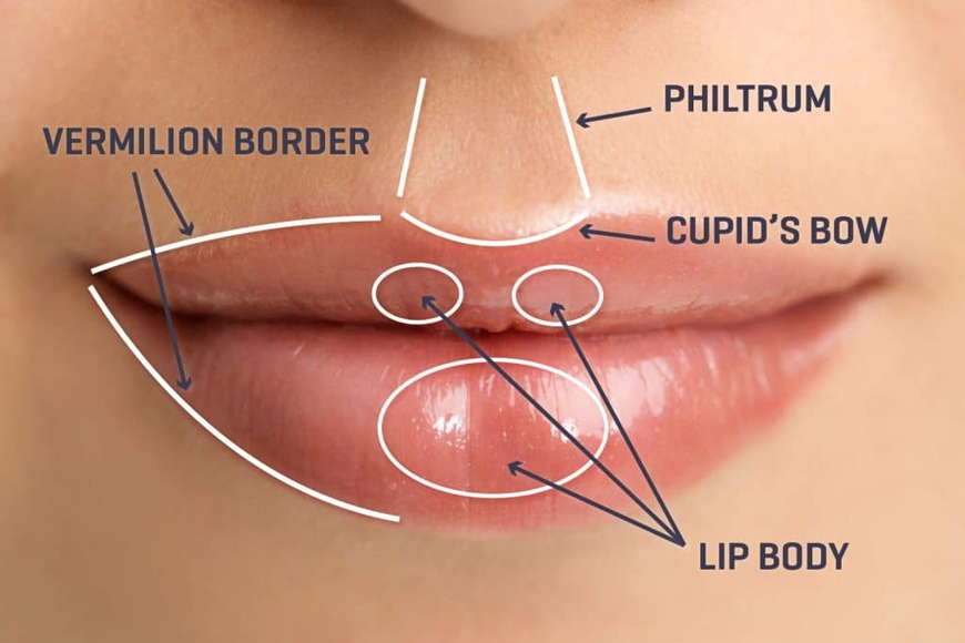 1. Areas of The Lips that Can Be Enhanced 1. Areas of The Lips that Can Be Enhanced