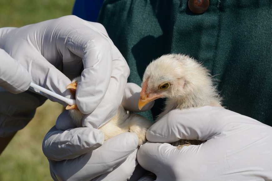 Market in Riyadh Closed Due to Bird Flu