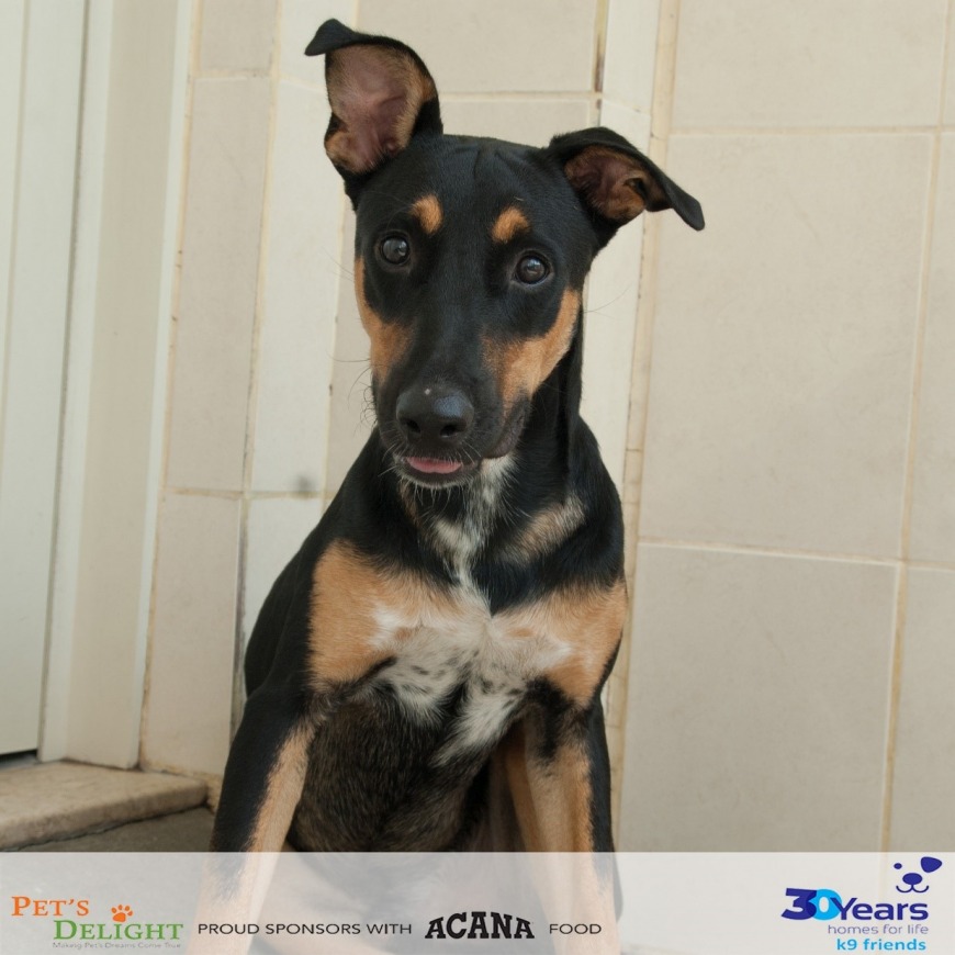 Adopt Sam from K9 Friends Adopt Sam from K9 Friends