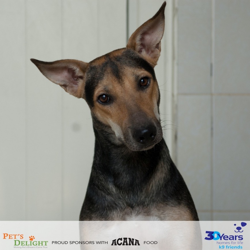13 Adorable Dogs in Dubai Are Looking for a Forever Home 13 Adorable Dogs in Dubai Are Looking for a Forever Home