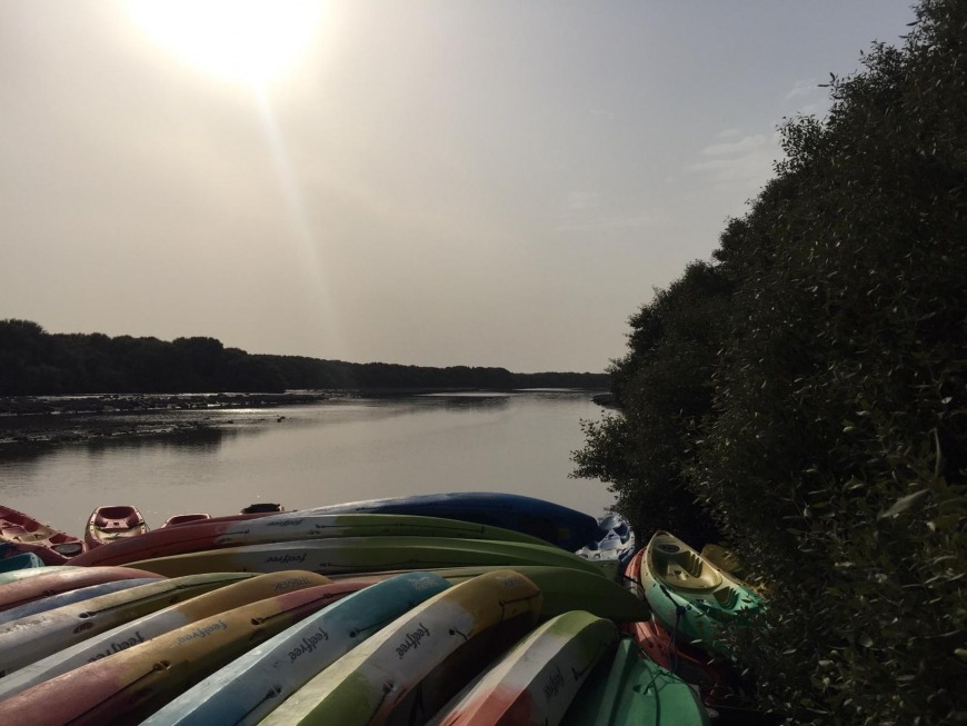 Kayaking through the mangroves