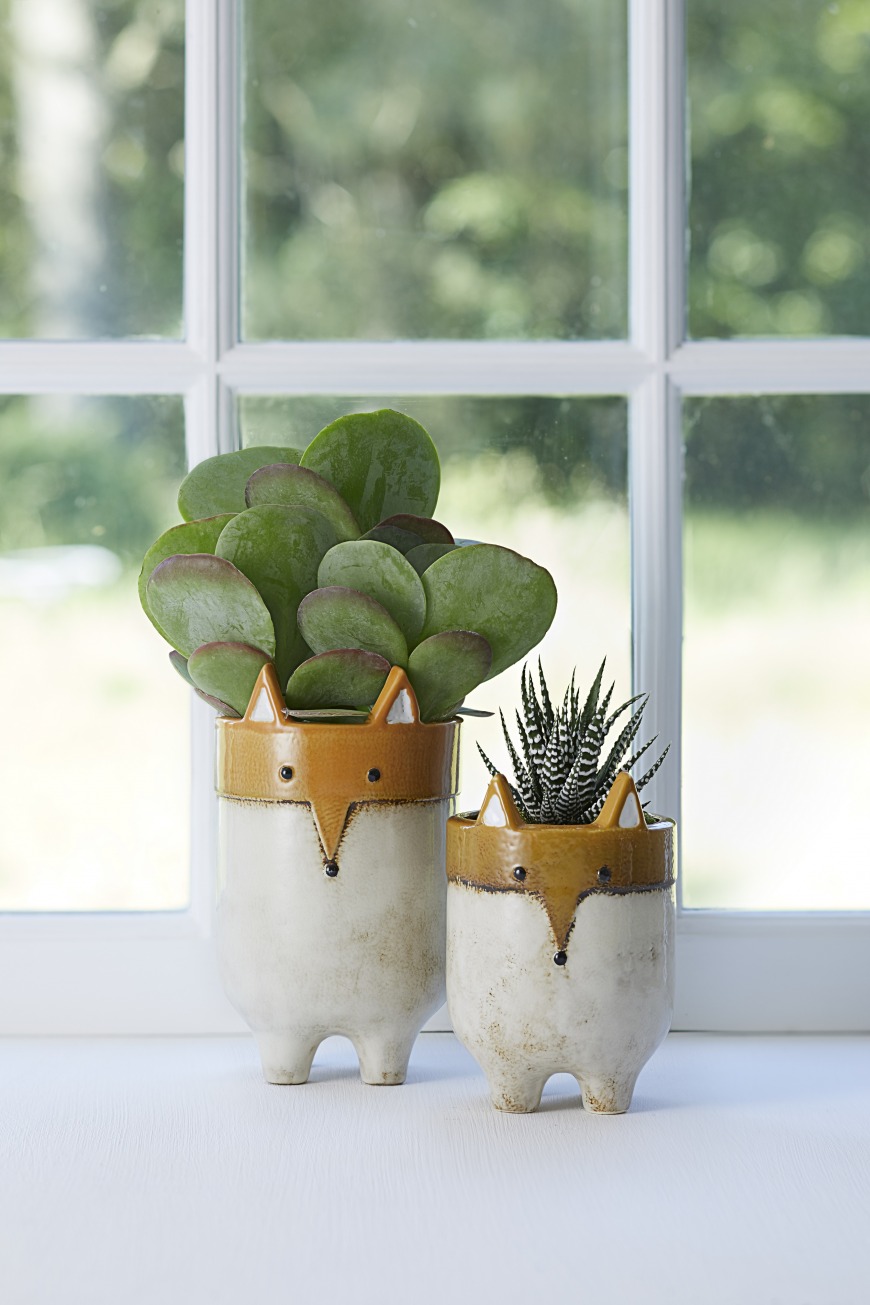 What tips would you give for caring for houseplants?