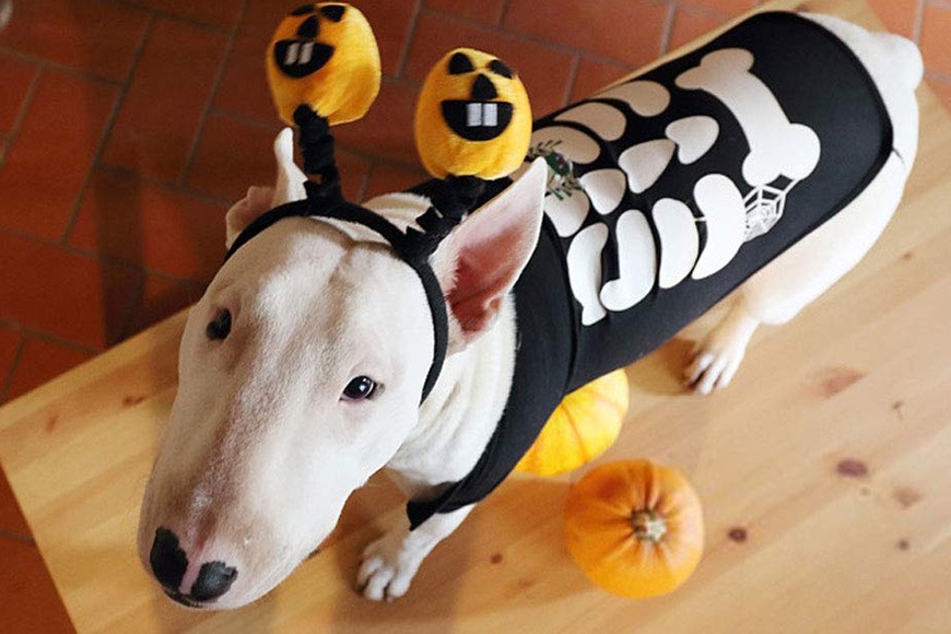 Skeleton Halloween costume for dogs Skeleton Halloween costume for dogs