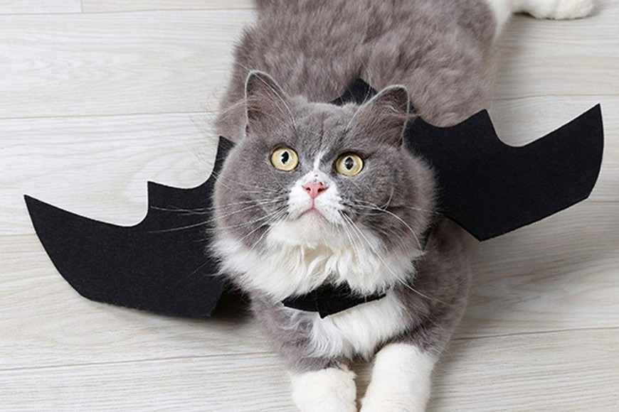 Bat wing halloween costume for pets Bat wing halloween costume for pets