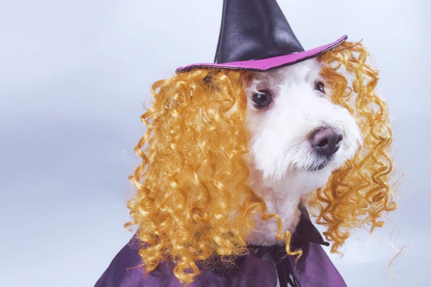 Witch costume for pets Witch costume for pets