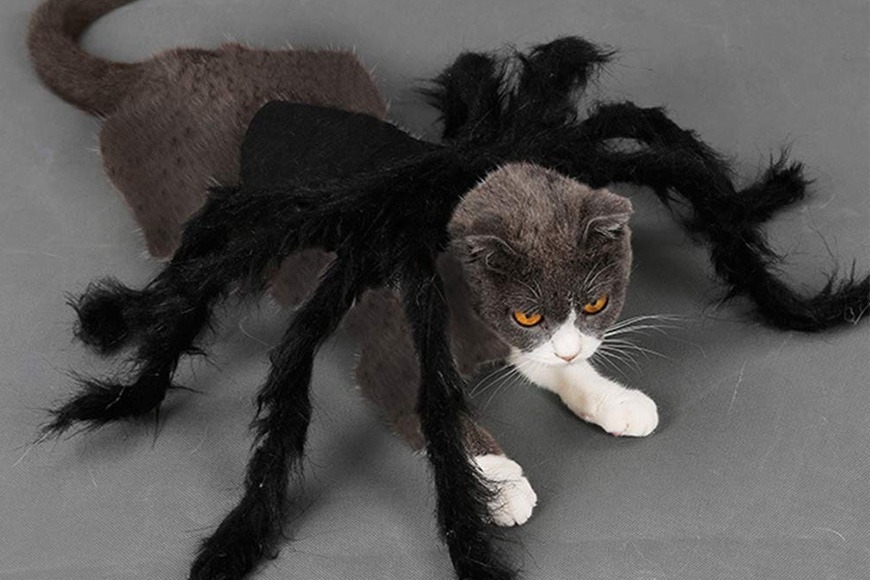 Spider costume for pets Spider costume for pets