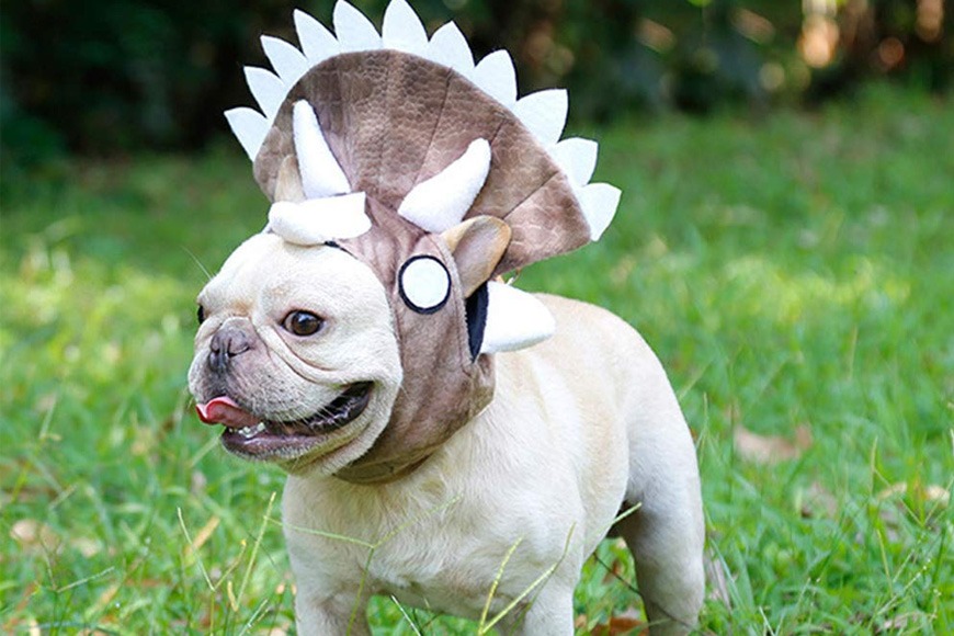 Triceratops dinosaur costume for dogs Triceratops dinosaur costume for dogs