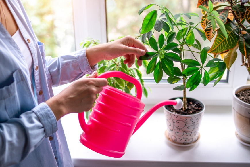 How to take care of houseplants in Dubai How to take care of houseplants in Dubai