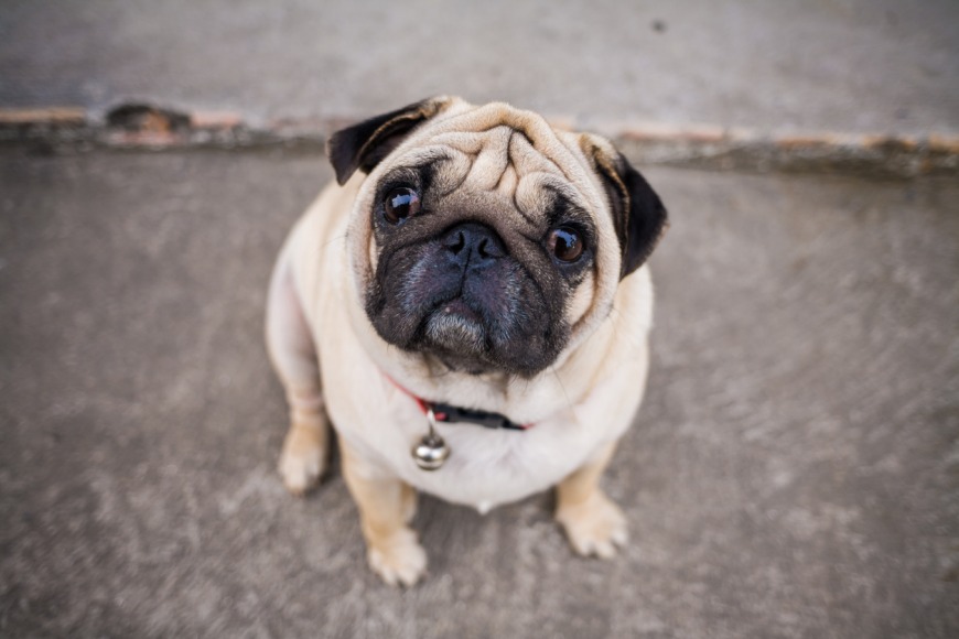 Breeds at high risk of overheating Breeds at high risk of overheating