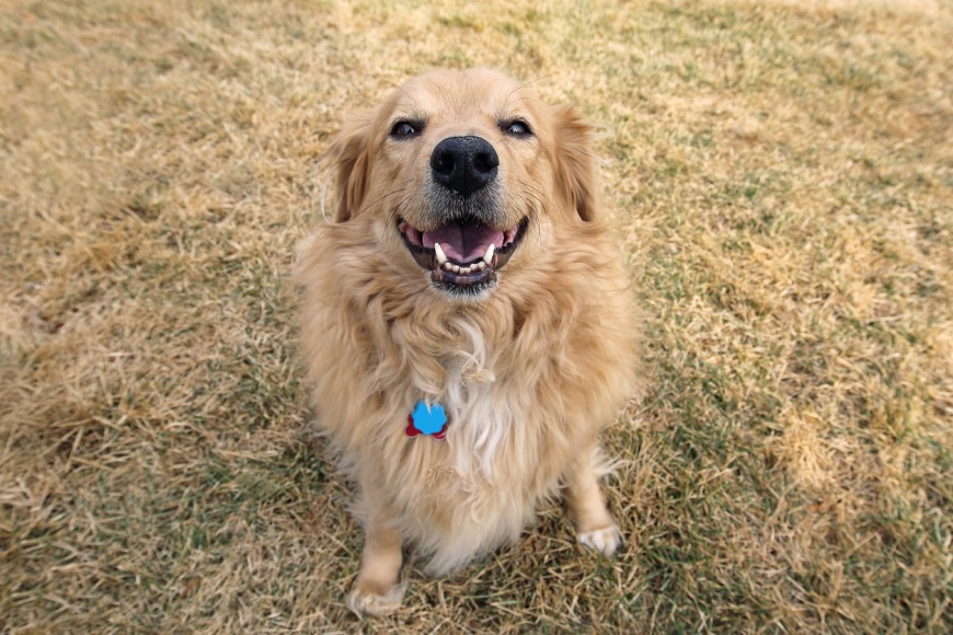 How to adopt a dog in Dubai and the UAE How to adopt a dog in Dubai and the UAE