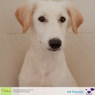 Adopt a Dog in Dubai - Zorro at K9 Friends Adopt a Dog in Dubai - Zorro at K9 Friends