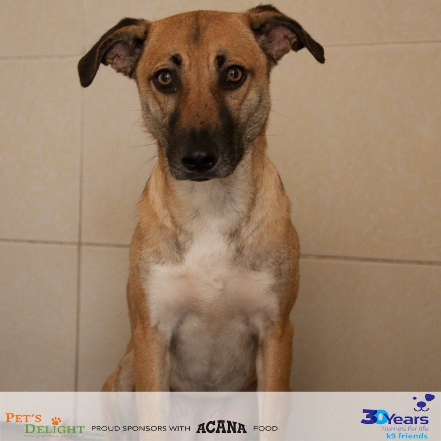 Adopt Pandora from K9 Friends Adopt Pandora from K9 Friends
