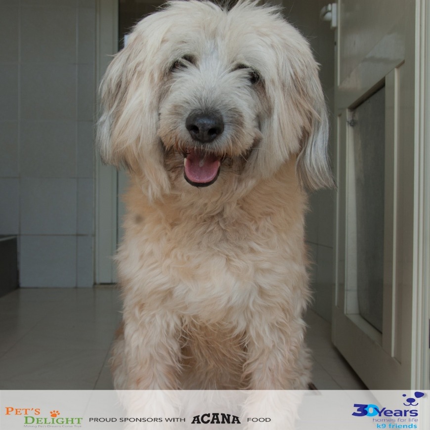 Adopt Shabby from K9 Friends Adopt Shabby from K9 Friends
