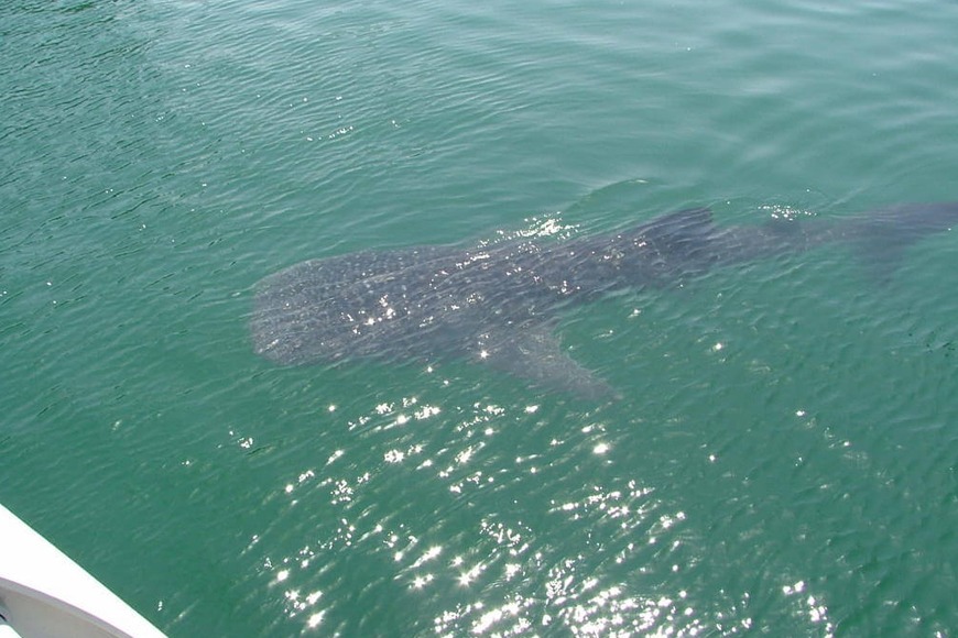 Whale shark sightings in Dubai Whale shark sightings in Dubai