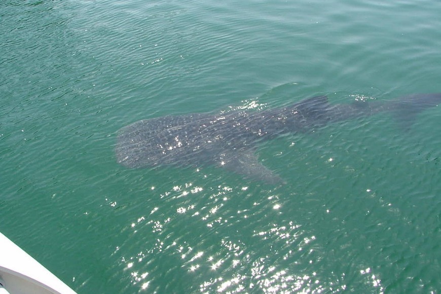 Whale shark sightings in Dubai