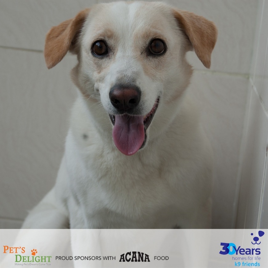 Adopt Wilma from K9 Friends Adopt Wilma from K9 Friends