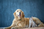 Raw Pet Food in Dubai: The Benefits and History of Raw Feeding