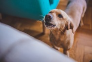 Noise complaints about dogs in Dubai