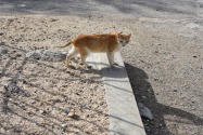 TNR in Dubai for cats