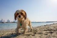 Dog Friendly Beaches in Dubai
