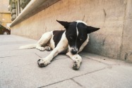 Dumped pets in Dubai - important advice for dog owners
