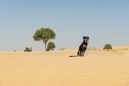 Dog owner rules and regulations in Dubai