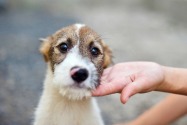Dumped dogs in Dubai - what the UAE law states