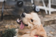Signs and Symptoms of Heat Stroke for Dogs in Dubai