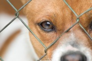 K9 Friends in Dubai: Adopt a Dog in Dubai