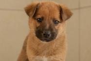 Dogs for adoption at K9 Friends in Dubai