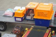A guide on how to import a pet into Qatar