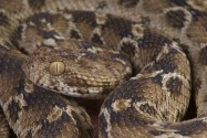Types of snakes in Dubai and UAE