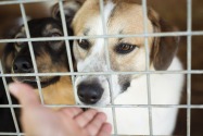 How to adopt a dog in Dubai and the UAE