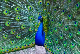 Peacocks in Dubai